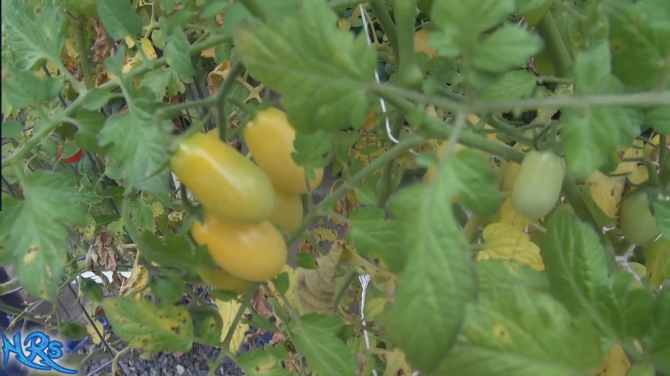 Thumbnail: Here is the Mini White Grape Tomato, Solanum lycopersicum, new for 2019. This regular-leaf grape tomato is a creamy bone colo
