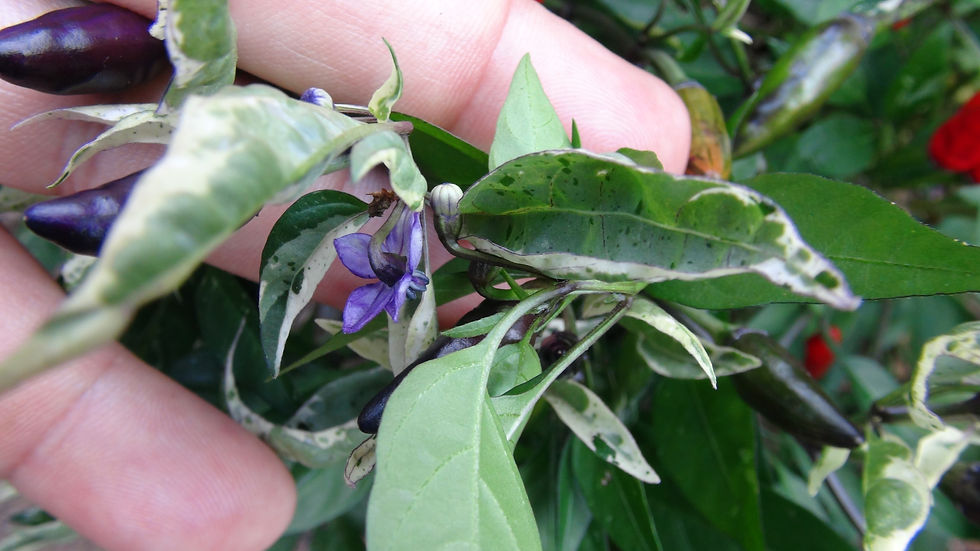 Thumbnail: Here is the Zimbabwe Black Variegated Pepper, Capsicum frutescens, Scoville units: 200,000 to 350,000 SHU. The origins of thi