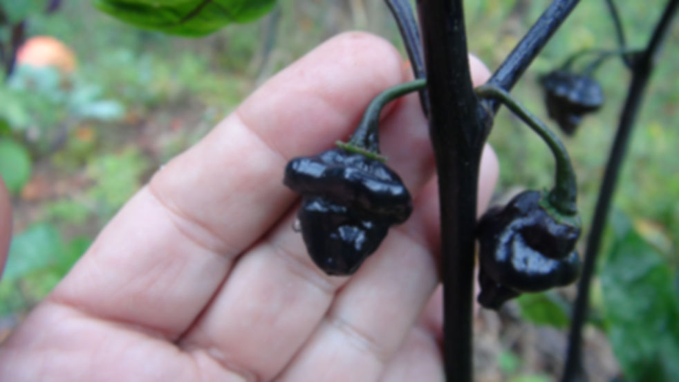 Here is the Black Peach Chupetinho Pepper, Capsicum chinense, Scoville units: 50,000 to 80,000 SHU. The Black Peach Chupetinh
