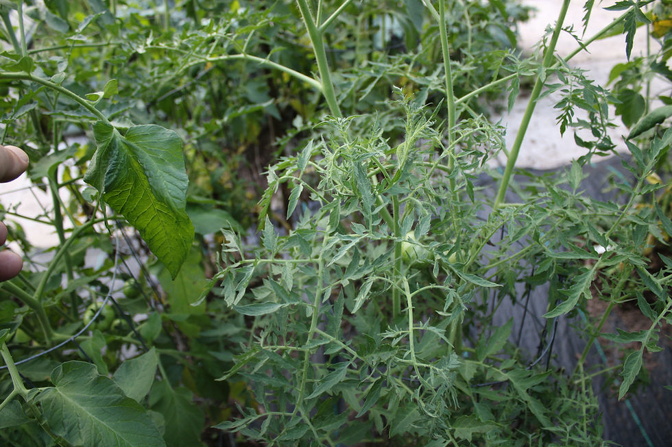Thumbnail: Here is the Lucinda Tomato, Solanum lycopersicum. This tomato originates from USA and was developed by Baia Nicchia in San Fr