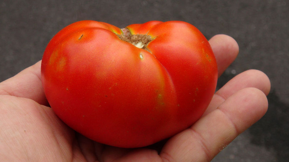 Here is the Waratah Dwarf Tomato, Solanum lycopersicum. This tomato originates from USA and was created by Patrina Nuske Smal