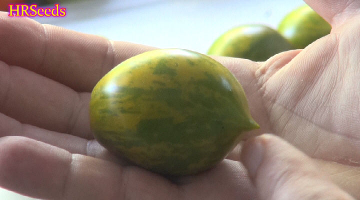 Thumbnail: Here is the Mint Julep Tomato, Solanum lycopersicum also known as the Michael Pollan Tomato. This very oddly shaped and color