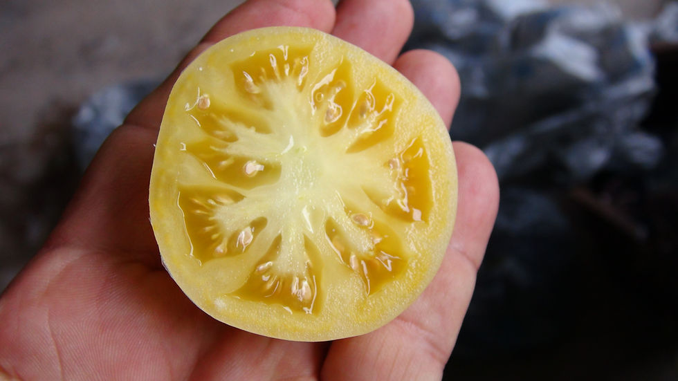 Thumbnail: Here is the Fantome du Laos Tomato, Solanum lycopersicum. This heirloom tomato originates from Laos. These white beefsteak to