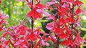 Salvia Bonfire, Salvia splendens is a red version of Salvia officinalis. Salvia splendens is a durable non-stop bloomer popular in park plantings. It's usually grown as an annual, but is perennial in Zones 7-10 One of the most beautiful flowers you will ever see! Flowers Late summer or early fall, Deadheading flowers ensures more flowering throughout the season. minimum hardy Zone 5a -28.9 °C Open pollinated 60 to 80 days