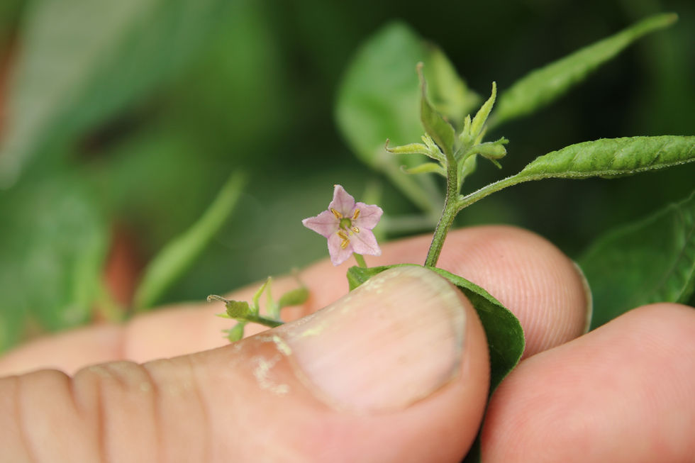 Thumbnail: Here is the Purple Flowered Chacoense Pepper, Capsicum Chacoense, Scoville units: 10,000 to 75,000 SHU. The Purple Flowered C