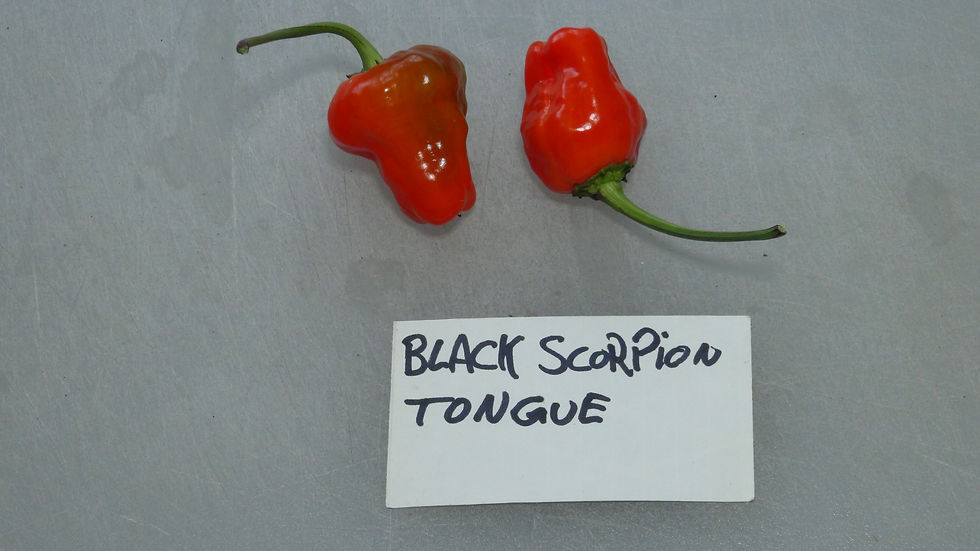 Thumbnail: Here is the Black Scorpions Tongue Pepper, Capsicum annuum,  Scoville Units: 30,000 to 80,000 SHU. This Pepper we believe ori