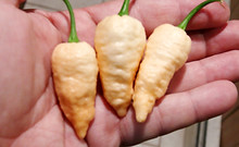 Here is the Peach Ghost Jami Pepper, Capsicum chinense, Scoville units: 80,000 to 90,000 SHU. The Peach Ghost Jami Pepper originates from the USA and was created by Jami Hendrix. This cotton soft white then tan/cream pepper has a very brainy pod getting to 2.75 inches long and go from green to peach when fully ripe and is known for its beautiful appearance. Plants can get to 4.5 feet tall and tend to be a heavy producer in full sun. These go great in salads, rice & beans, salsa or just keep it on you window! We found this to be very easy to grow in northern climates. Usually fruits first year and you can over winter in pots. If pruned, plants can live for many years in pots and tend to stay around 12" tall and ornate. A must grow for any collector! Open pollinated, late season, tan, perennial, medium grow, 92 to 100+ days to overwinter for many years. LOT# 5 SECB2 TAG# 290-2022