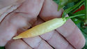 Here is the Aji Omnicolor Pepper, PI 215739, CGN 22141, Capsicum baccatum, Scoville units: 30,000 to 50,000 SHU. This pepper originates from Peru. It is an ornamental variety that is edible an quite tasty. Pods start out bone or white in color then turn orange and finally to a deep dark orange or red color when fully ripe. Plants can get to 3 feet tall but they get wider more then tall getting to as wide as 4 feet and produce hundreds of fruits per plant. Pods have an amazing baccatum flavor with a very nice glowing burn that don't go away very fast! Even tho this pepper is rated very high on the scoville scale we feel it is much lower in heat more like a cayenne but with the taste of a baccatum. Excellent for drying and making ristras! Open pollinated 78 days.