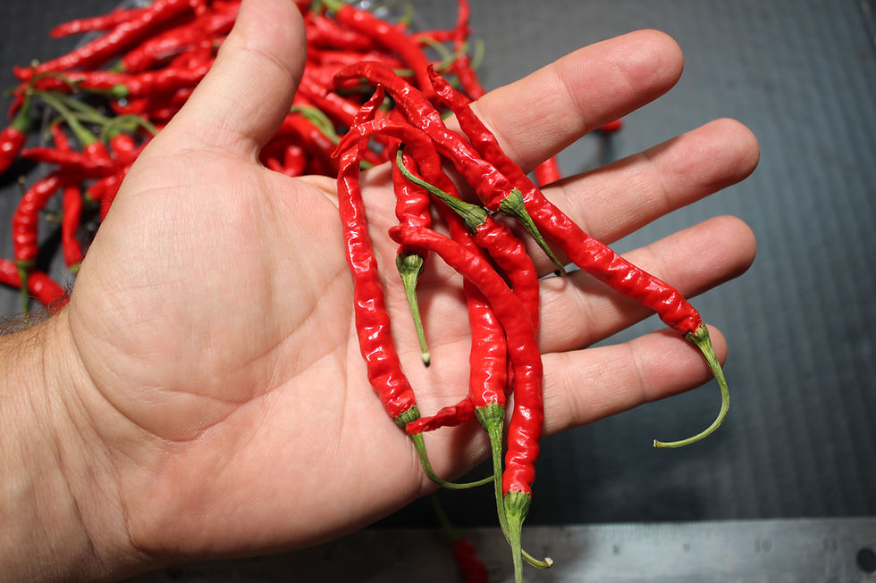 Thumbnail: Here is the Indian Jwala Pepper, Capsicum annuum, Scoville units: 100,000+ SHU. It is one of the most popular peppers in Indi