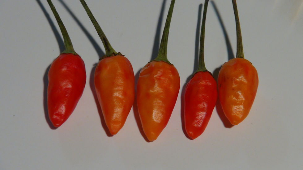 Thumbnail: Here is the Patagonia Pepper, Capsicum annuum, Scoville units: 1,000 to 7,000 SHU. The Patagonia Pepper originates from Patag