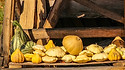 Here is the Golden Scallop Bush Squash, Cucurbita pepo. This is a French heirloom squash that very much looks like a scallop and often referred to as a Patty-Pan type! This squash is a non vineing type which grows like a zucchini plant but can grow to 3 or 4 feet long on the ground with as many as 12 fruits per plant. Fruits get to around 4 to 5 inches across. They make a beautiful yellow fruit that has a creamy flavor and is eaten like any other squash. It is considered a summer squash but can be a winter squash as well. We find them great mashed or roasted on the grill. Seeds are great roasted as well. Open pollinated, 60 to 70 days.