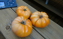 Here is the Kellogg’s Breakfast Tomato, Solanum lycopersicum, It is a West Virginia heirloom obtained from Darrell Kellogg of Redford, Michigan. Large orange beefsteak fruits weigh 1 to 2 pounds. Delicious rich flavor with a good acid sugar balance. Plants are very productive with well over a dozen tomatoes. Indeterminate, Open pollinated 80-90 days from transplant.