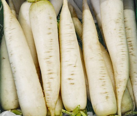 Here is the White Icicle Radish, Raphanus sativus var. Longipinnatus. This radish dates back as far as 50 B.C. in china. They are bring white to bone in color and grow from 4 to 5 inches long and have a mild flavor but can have a hot spiciness at times. It has a white skin with a bright white flash inside with a crisp crunchy spicy flavor. They are different then the Daikon radish. Radishes in general can be useful as companion plants for many other crops, probably because their pungent odor deters such insect pests as aphids. This is a great starter vegetable for new gardeners. Open pollinated, about 50 days.