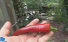 Mirasol Chile Pepper