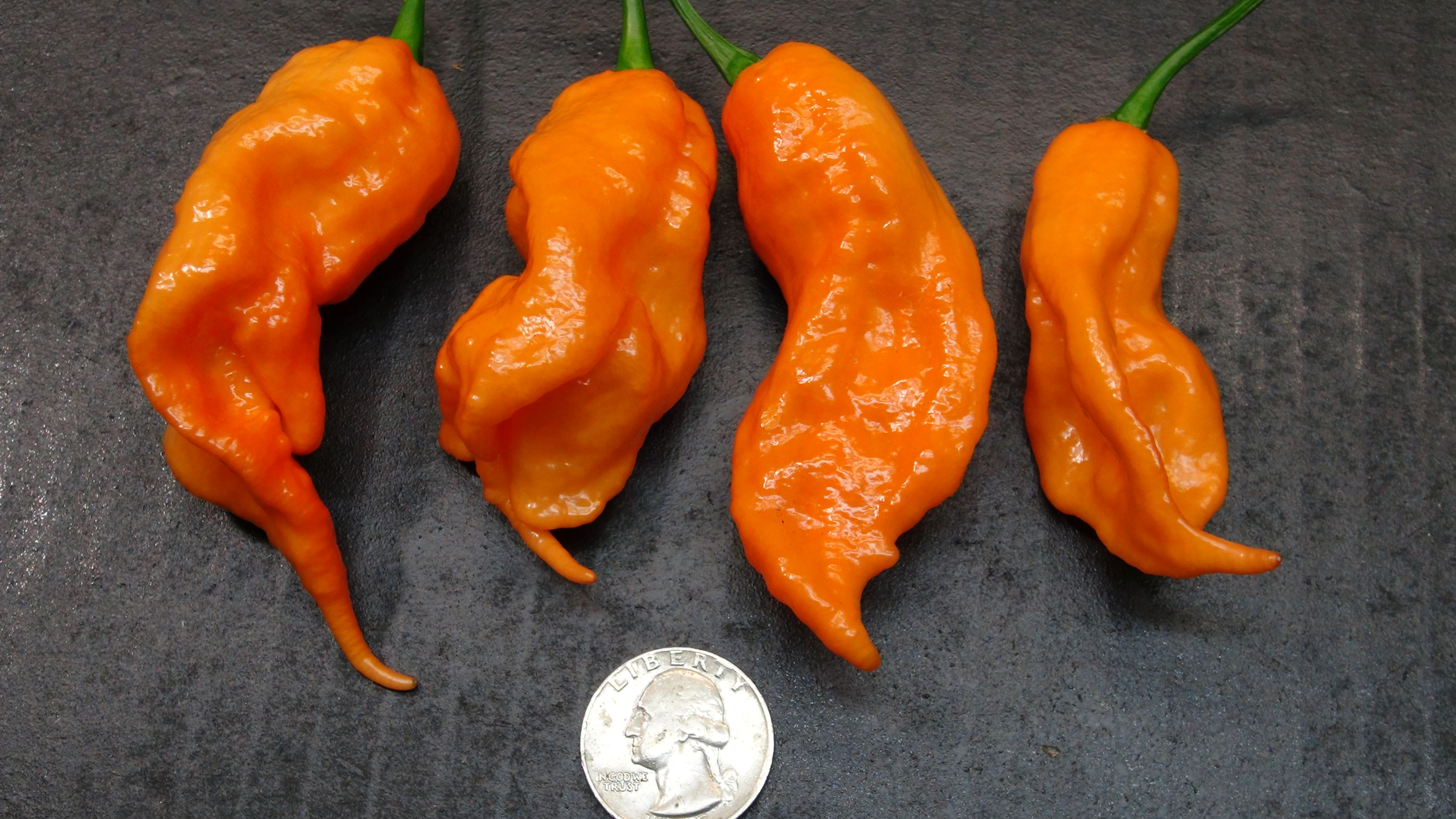 Here is the Orange Hornet Pepper, Capsicum chinense, Scoville units: 200,000 to 700,000+ SHU. The Orange Hornet Pepper origin