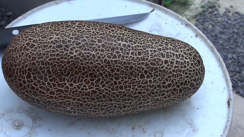 Here is the Sikkim Cucumber, Cucumis sativus var. sikkimensis. This cucumber variety is grown in the Himalayas of Sikkim and