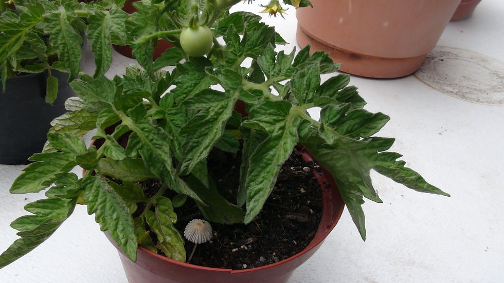 Here is the Tiny Totem Tomato, Solanum lycopersicum. This tomato origins are unknown at this point. There is "Dwarf Totem Tom
