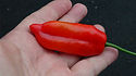 Here is the Aji Verde Pepper, PI 290983, Capsicum baccatum Var. Pendulum, Scoville units: 1,000 ~ 8,000 SHU. This pepper originates from  Bolivia, Colombia, and Peru but mostly from the northern coastal valleys of Peru, mainly in Lambayeque and Piura. The pods get to about 3 to 4 inches long and turn red when ripe. Plants can get to 4 feet tall and produce several dozen peppers per plant and maybe more in the right conditions. Some say this is the same as the Aji Amarillo but in fact it is NOT!  We found these to go great with steak on the grill and they taste great dried and flaked. Open pollinated 90 days from transplant.