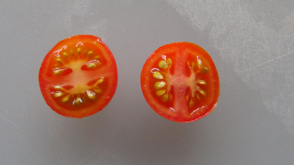 Here is the Piccolo Tomato, Solanum lycopersicum. This wild tomato originates from eastern Mexico and discovered in the wild