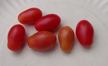 Chilitomat Tomato (2).JPG