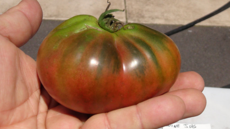 Thumbnail: Here is the Wine Jug Tomato, Solanum lycopersicum. This tomato originates from Napa, California USA and was created by Brad G