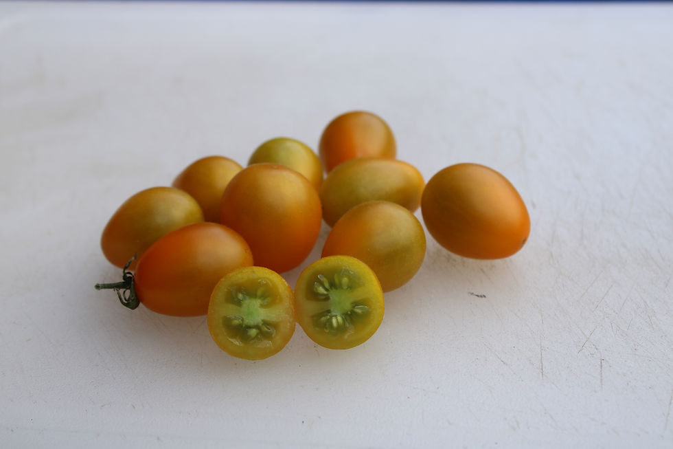 Here is the Flaming Burst Tomato, Solanum lycopersicum. This heirloom tomato originates from USA and was created by Tom Wagne
