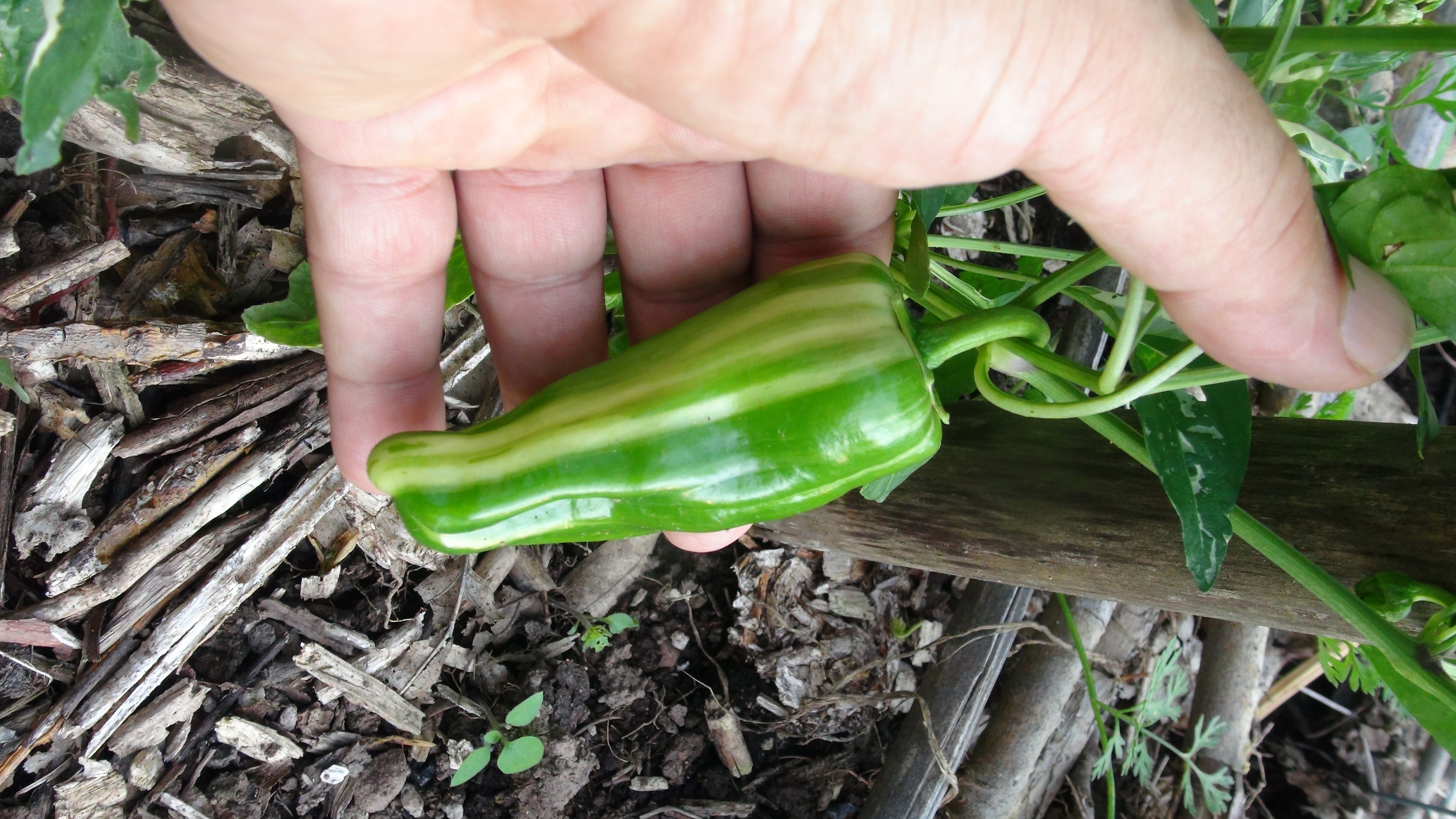 Here is the Candy Cane Pepper, Capsicum annuum, Scoville units: 000 SHU. The Candy Cane Pepper originates from the USA. This