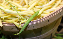 Beans are good to grow for all gardeners. They are a good source of fiber and protein and are needed in our daily lives. They are sometimes hard to find fresh beans vegetables in the supermarket! So growing beans is a wise move when you are crunching the budget. HRSeeds.com offers you a good variety of beans to choose from. Black Beans, Black-Eyed Peas, Cannellini Beans, Fava Beans, Garbanzo Beans, chickpeas, Great Northern Beans, Kidney Beans, Lentils, Lima Beans, Navy Beans, Pinto Beans, Red Beans, Soybeans, Adzuki, Baby Lima, Cranberry bean, Pink bean, mung bean, Blue Lake 274, Bush Kentucky Wonder, Contender, Derby, Greencrop, Harvester, Provider, Tendercrop, Topcrop, Fortex, Emerite, Kentucky Blue, Romano, Scarlet Runner, Kwintus, Goldencrop Wax, Resistant Cherokee Wax, Fordhook, Henderson’s Bush, King of the Garden, Dixie Butterpea White, Black Turtle, beans varieties, dry bean varieties, anasazi beans are just some of the beans we will offer from time to time. We soon plan to of