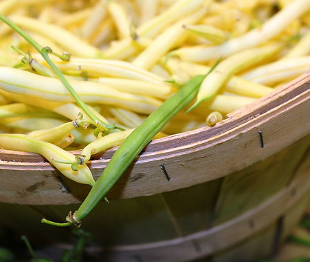 Here is the Golden Wax Bush Bean, Phaseolus vulgaris. Wax bush beans comprise only about 3% of the total snap bean market, and are grown most predominantly in Canada and eastern Europe. This wax bush bean is excellent as a home garden variety and is beautiful in a three bean salad. We found this variety to be a highly productive type with bean pods about 6 inches long with a crisp texture that is great for eating fresh. Plants are good producers and only get to 18 inches tall but may reach 2 feet in full direct sun light. Open pollinated 36 to 55 days. Easy to grow in pots.
