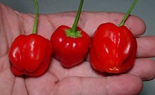 Here is the PI 439410 Pepper, Capsicum baccatum, Scoville units: 1,000 to 5,000 SHU. This rare and unusual baccatum pepper originates from Uruguay and was first donated to the Plant Genetic Resources Conservation Unit, Griffin, GA in 1978 by Smith, P.G., University of California, read more HERE https://training.ars-grin.gov/gringlobal/accessiondetail.aspx?id=1334346. The strange pepper is a baccatum similar to a habanero but taste nothing like a habanero. The pods get to around 2 inches round and has rich baccatum pepper flavor! Fruits start out green in color and turn to a red color when fully ripe. Plants can get to 5+ feet tall and tend to be a tall sized plant but if pruned they tend to stay small like 3 feet tall and bushy. Pods have an amazing flavor with a very nice snappiness and medium heat an sweetness that is very satisfying but some peppers may be very hot! These make a great sauce and pickling pepper and holds up well in a skillet an also great for and fresh eating too! Op