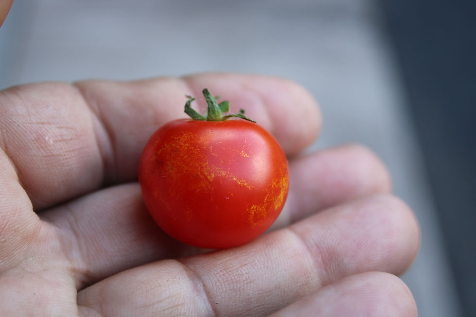 Thumbnail: Here is the Farthest North Micro Dwarf Tomato, Solanum lycopersicum. This tomato originates from USA and was developed at the