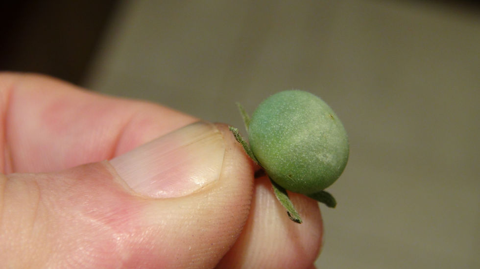 Thumbnail: Here is the LA0247 Small flowered Wild Tomato, Solanum neorickii, Syn. Lycopersicon neorickii NSL 116851. This tomato origina