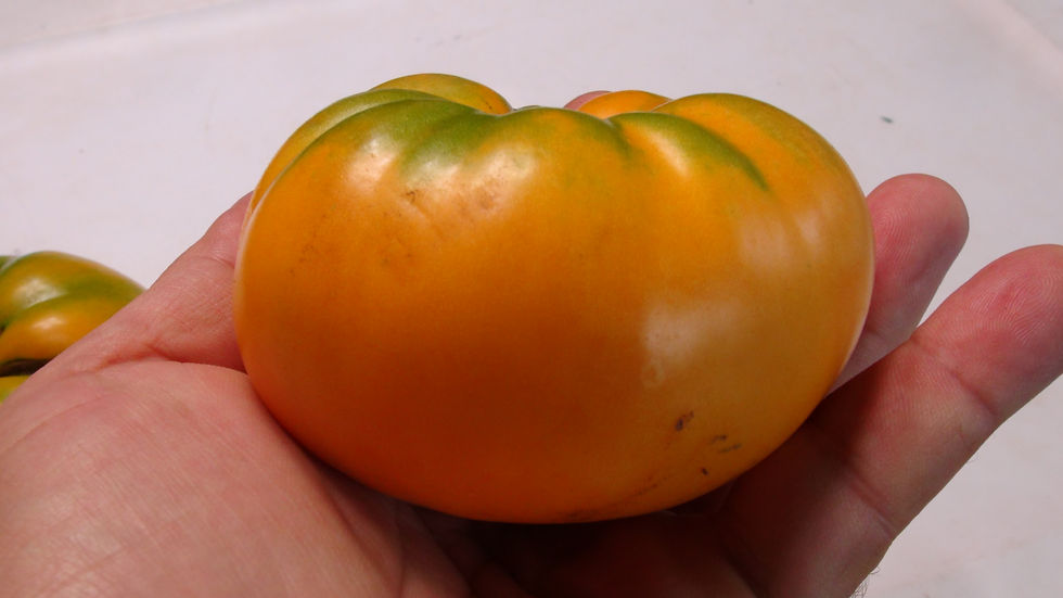 Thumbnail: Here is the Maylor Roth's Orange Tomato, Solanum lycopersicum. This tomatoes origins are unknown at this point however we bel