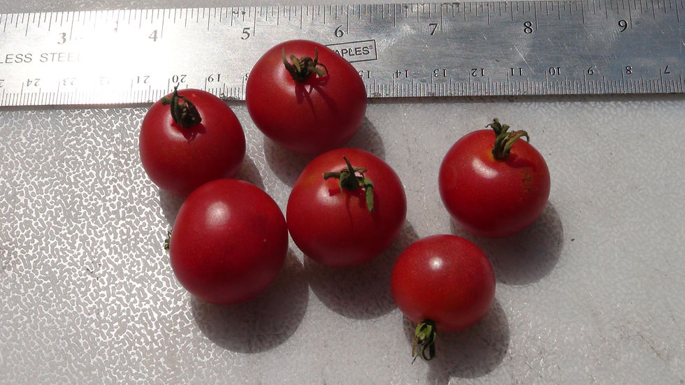 Thumbnail: Here is the Napa Rose Tomato, Solanum lycopersicum. This tomato originates from the USA. The fruits are pearly pink cherry si