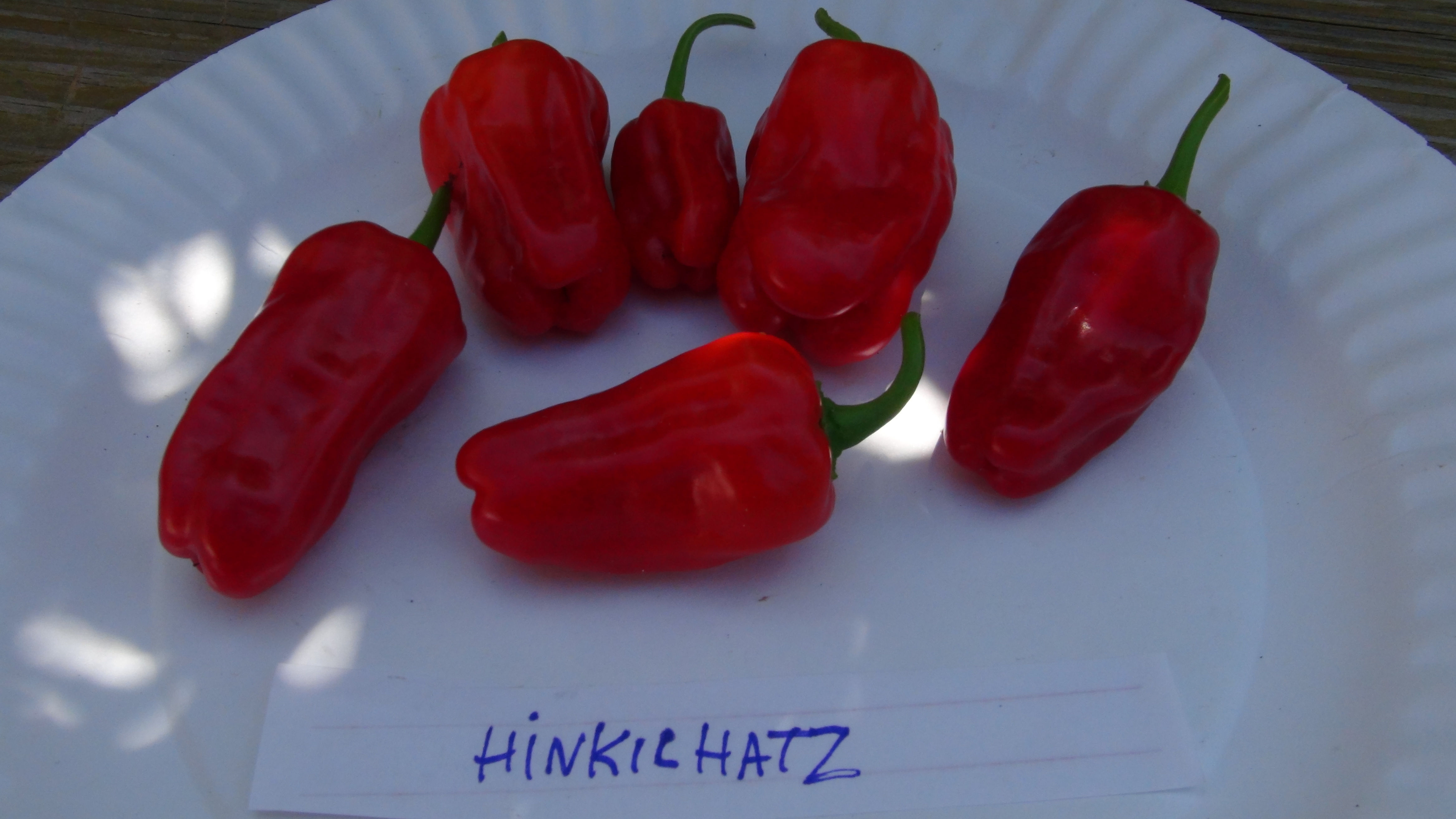 Here is the Hinkelhatz Pepper, Capsicum annuum, Scoville units: 125,000 SHU. This rare Pennsylvania dutch heirloom packs cons