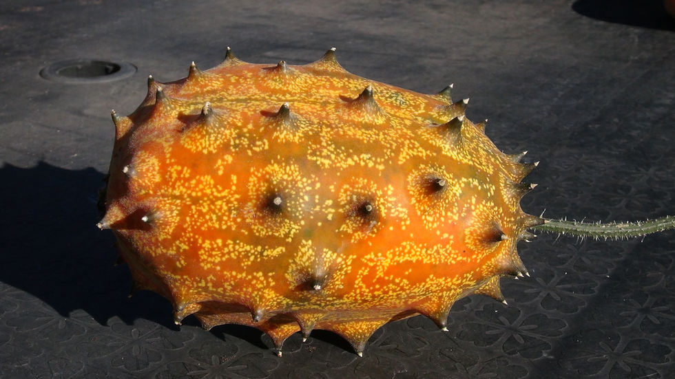 Thumbnail: Here is the Horned Melon, Cucumis metuliferus. This melon comes from Southern Africa. These spiked melons are a perennial typ