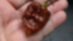 Here is the Malibu Chocolate Pepper, Capsicum chinense, Scoville units: 300,000 to 700,000+ SHU. The Malibu Chocolate Pepper