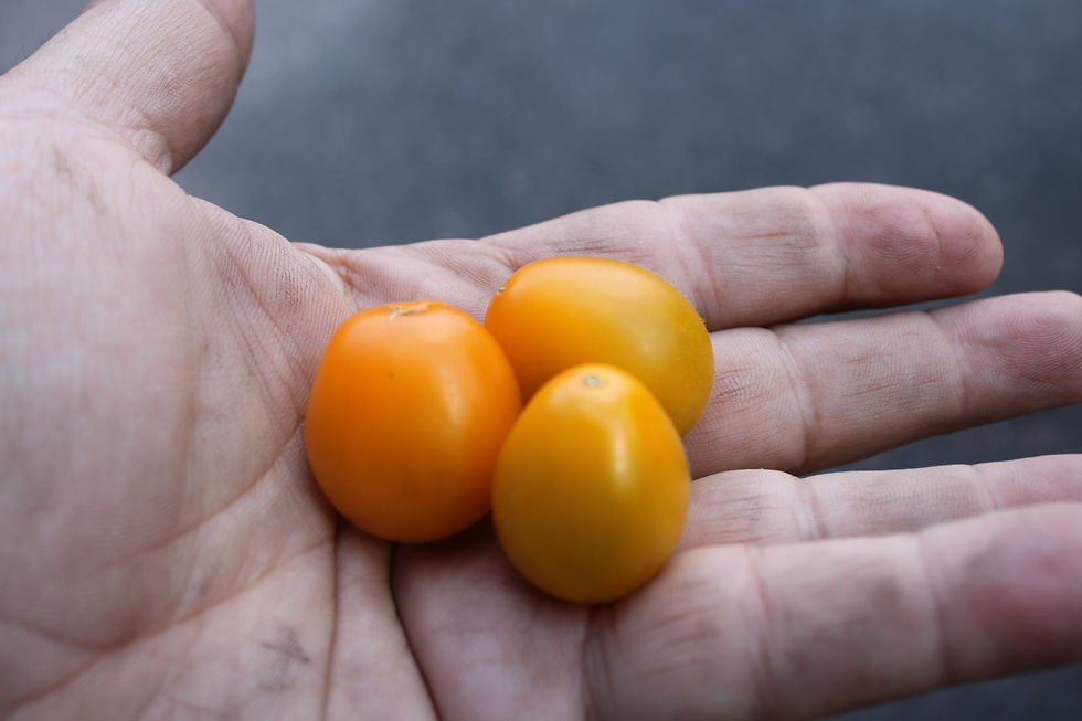 Thumbnail: Here is the Flaming Burst Tomato, Solanum lycopersicum. This heirloom tomato originates from USA and was created by Tom Wagne