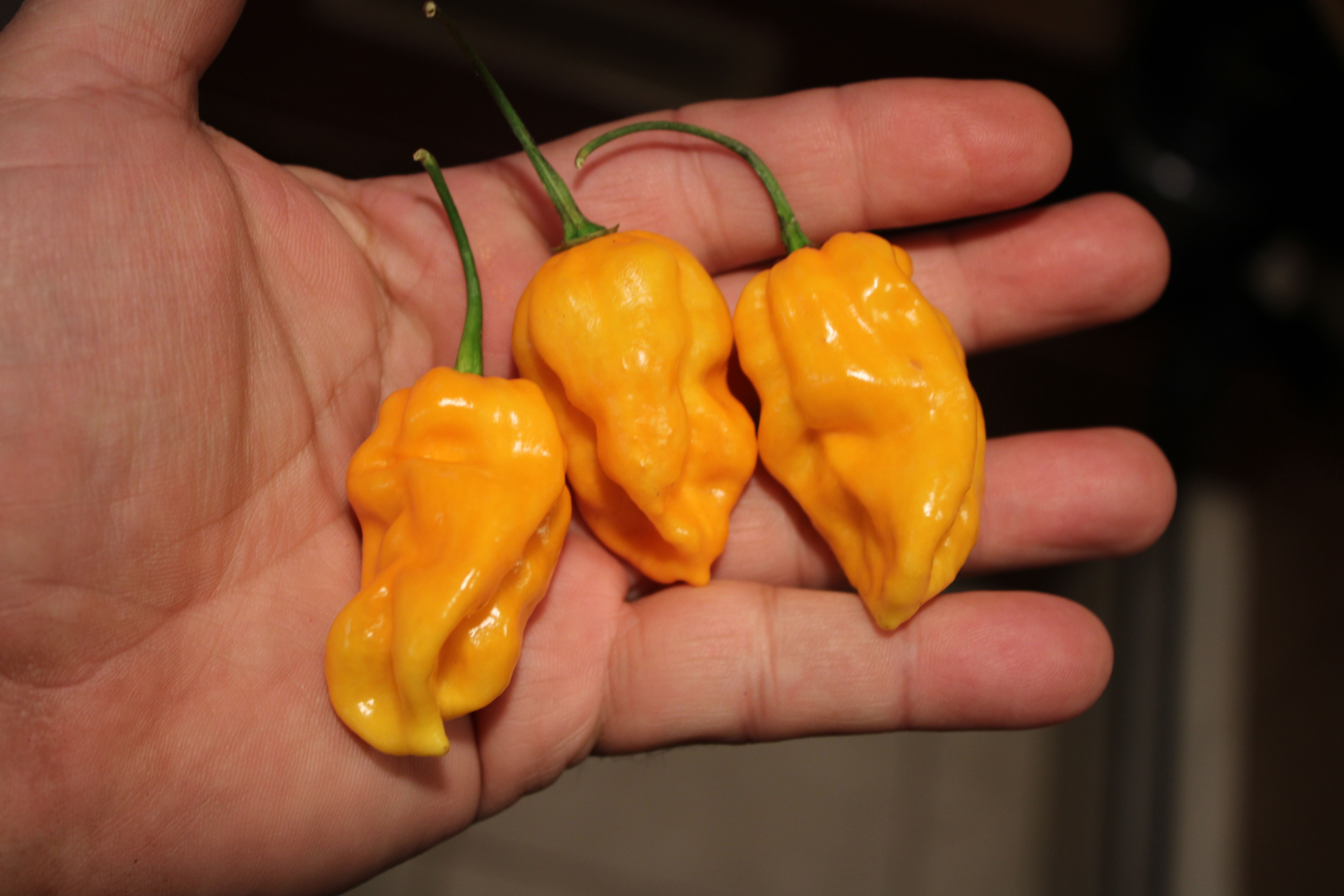 Here is the Moruglah Golden Pepper, Capsicum chinense, Scoville units: 1,200,000 to 2,000,000+ SHU. originates from the USA.