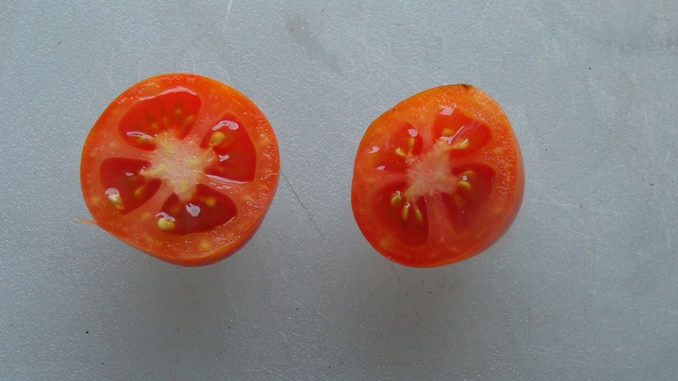 Thumbnail: Here is the Plumbrella Red Micro Dwarf Tomato F6, Solanum lycopersicum. This tomato originates from The Netherlands and was d