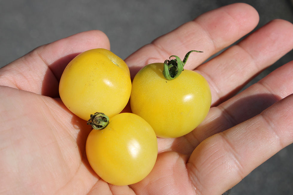 Here is the Gnocchi di Limon Cherry Tomato, Solanum lycopersicum. This tomato originates from Italy. The fruits are a white s