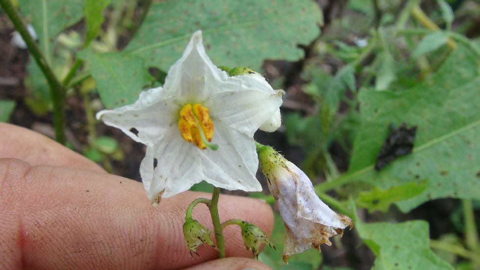 Thumbnail: Carolina Horsenettle Solanum carolinense. This wild tomato like plant originates from southeastern USA. The plant is invasive
