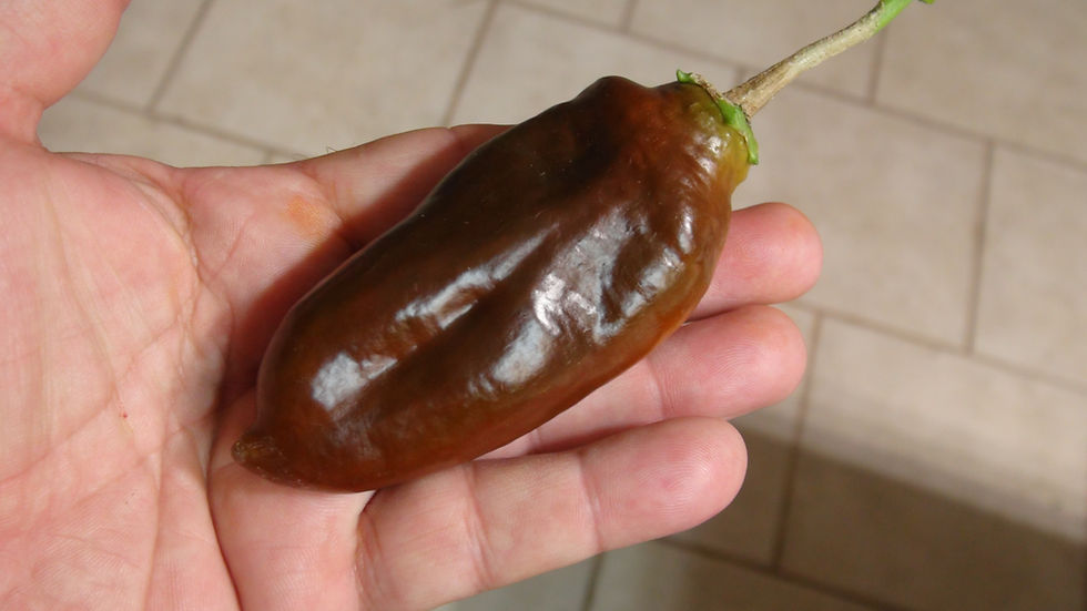Thumbnail: Here is the Georgescu Chocolate Pepper, Capsicum annuum, Scoville units: 500 to 2,500 SHU. The Georgescu Chocolate Pepper ori
