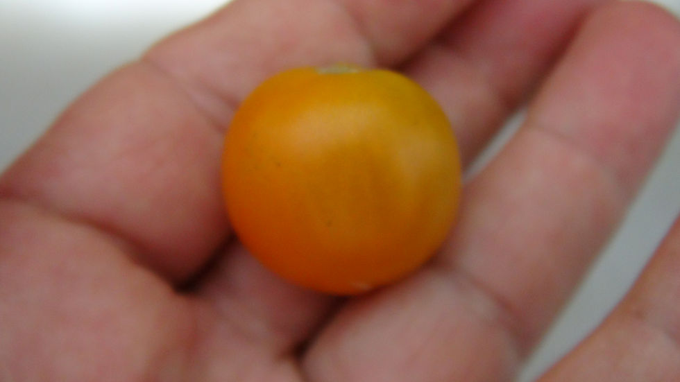 Thumbnail: Here is the Sweet Orange 2 Tomato, Solanum lycopersicum. This wild tomato originates from Nebraska USA and is a second variat