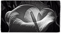 Calla "Crowsborough"