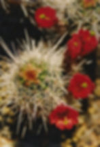 cactus flowers