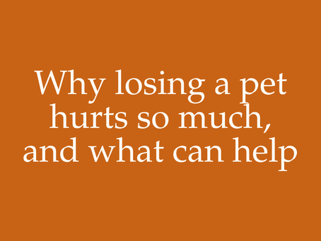Why losing a pet hurts so much,and what can help
