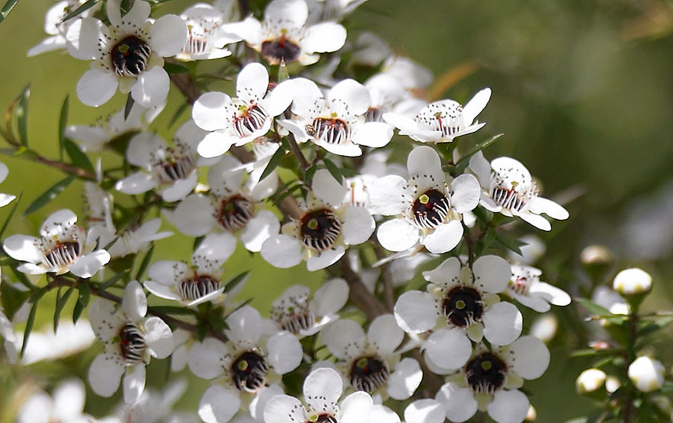 Manuka Flower on the Manuka Bush the Source of Nectar for the Honey