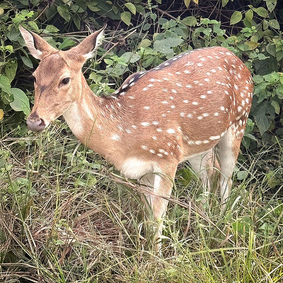 Spotted deer in India standing among green foliage. Its coat is brown with white spots.