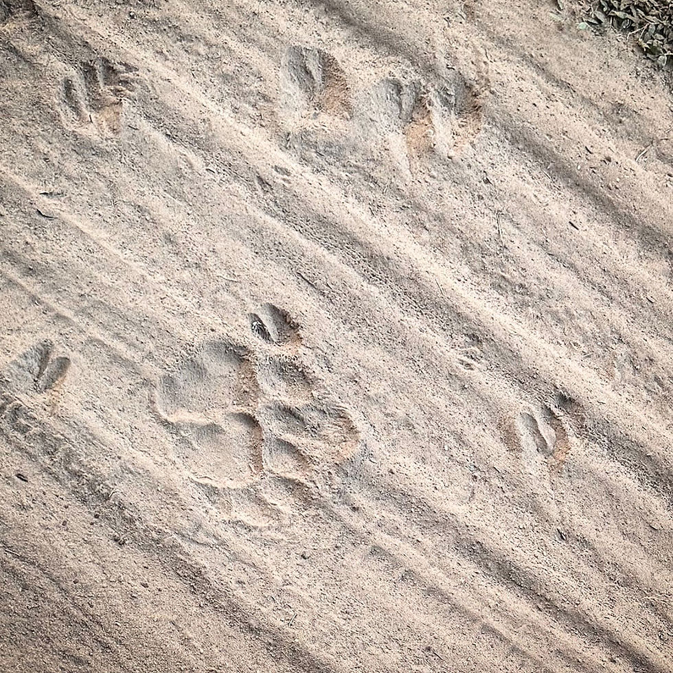 Tiger paw and hoof prints in sandy soil in India, showing a mix of sizes and patterns.